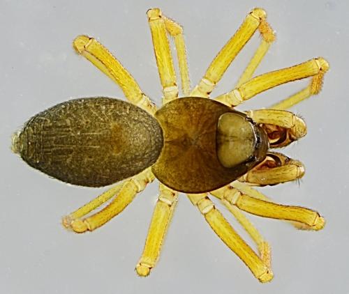 Dismodicus bifrons